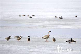 候鸟资料,揭秘候鸟的迁徙之路